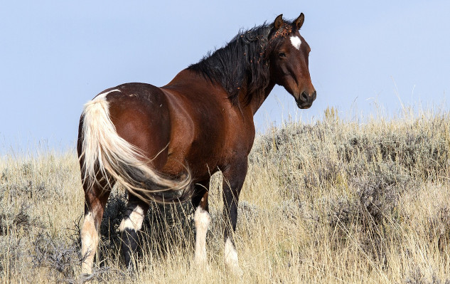 a wild mustang with a white heart on its forehead